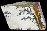 Dendrites On Limestone - Utah #150469-2